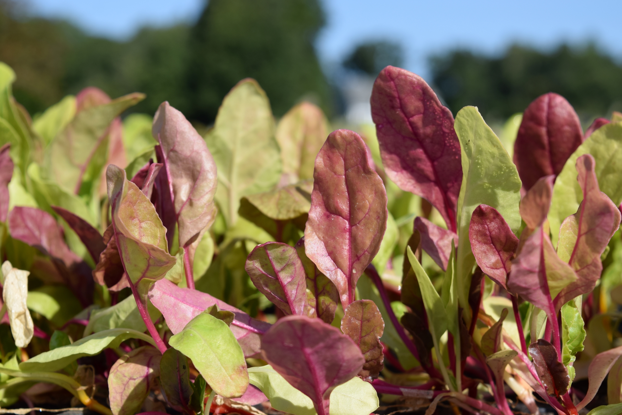 Food Bank of Western Massachusetts