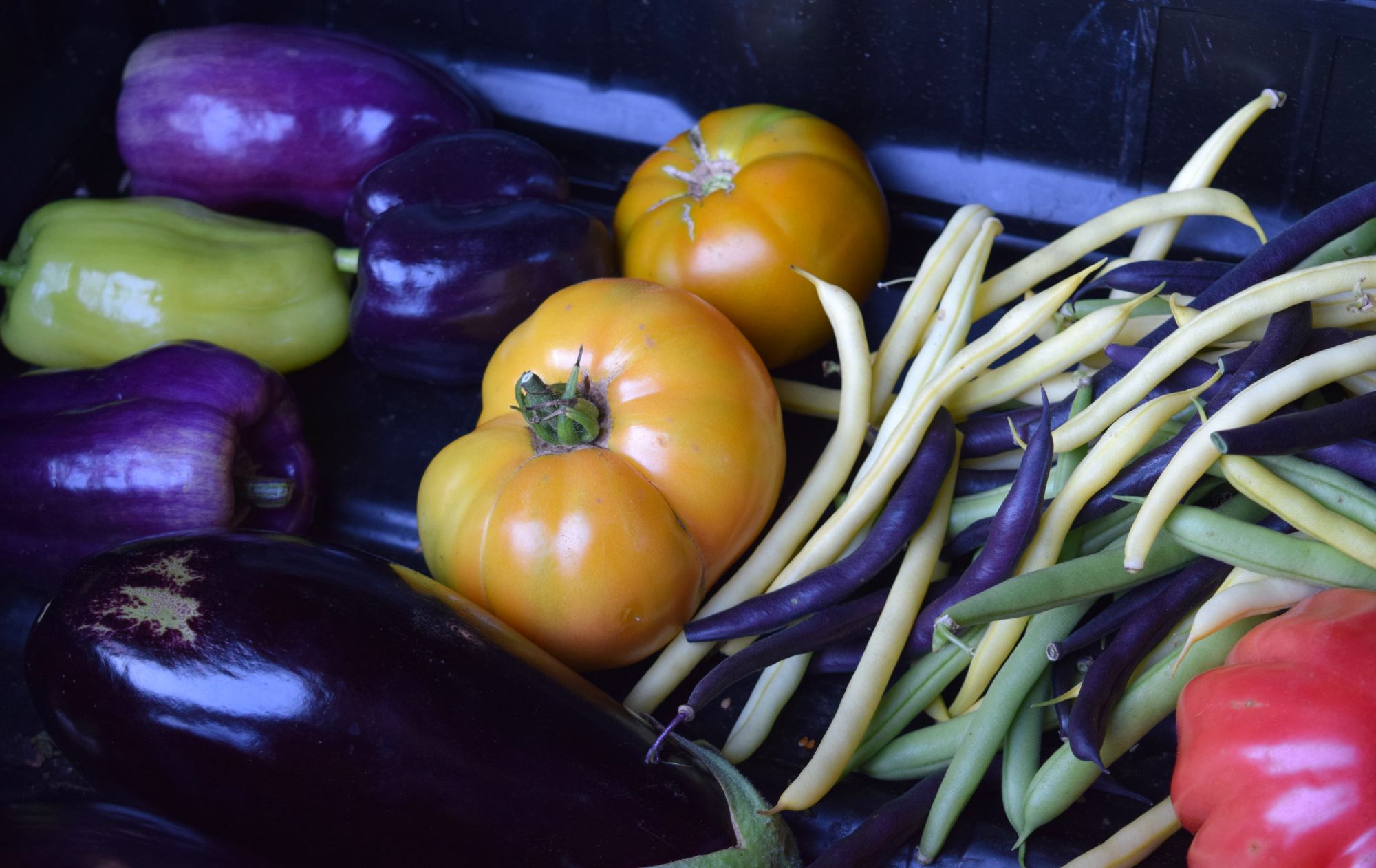Food Bank of Western Massachusetts