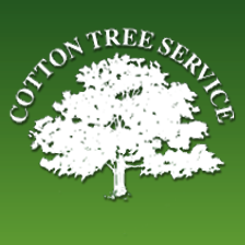 6. Cotton Tree